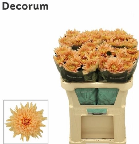 Uniflor Hol. Kalimba Salmon 955gr