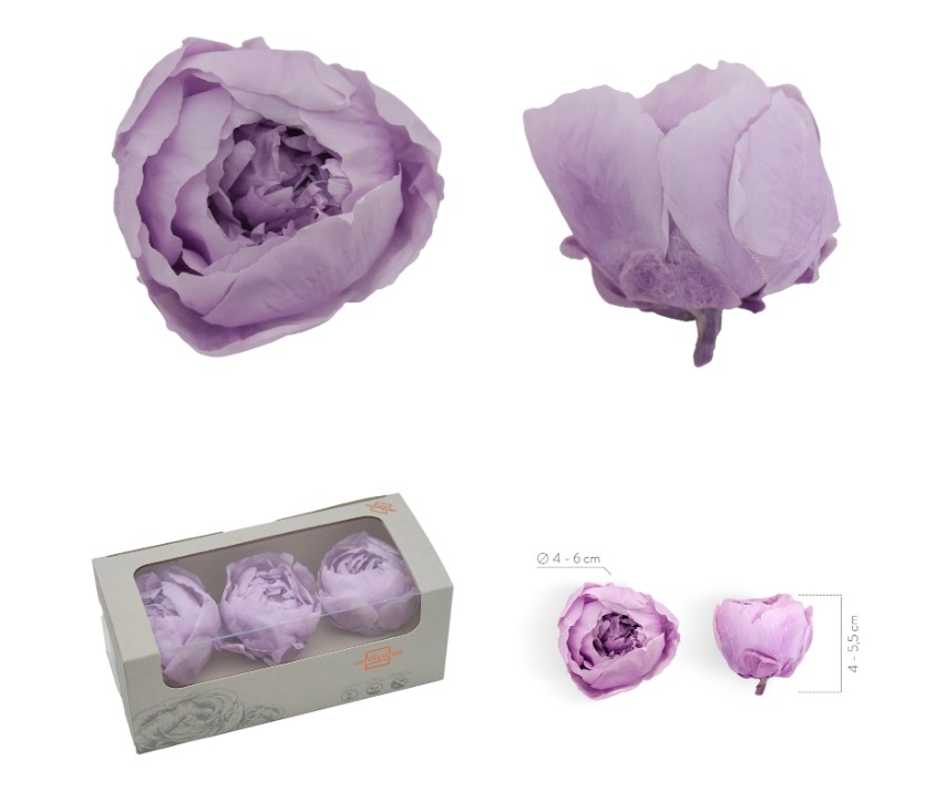 Peonia Preservada Lila 4-6cm (x3uds)