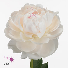 Peonia Nac. Odile 50cm