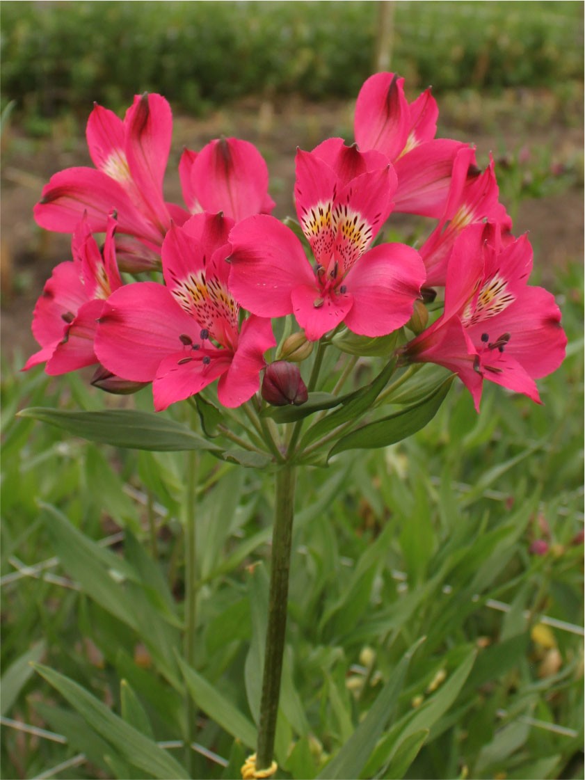 Alstroemeria Col. Premium Fucsia