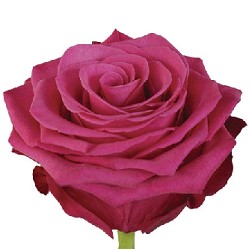 Rosa Ecu. Roseberry 80cm