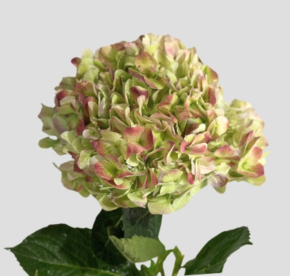 Hortensia Col. Antic Green Red Premium 60cm 19cm x5