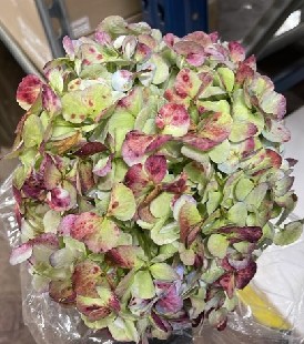 Hortensia Col. Antic Green Red Jumbo 60cm 19cm x20 (Caja comple