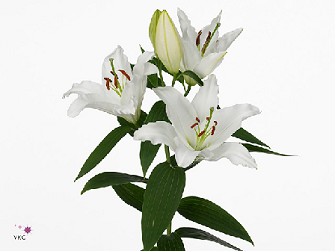 Oriental Hol. Bl. Ice Dreamer  75cm 3/4 flores