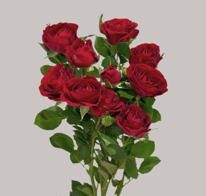 Ramificada Pushkin 70cm