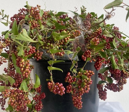 Smilax Italia 200gr