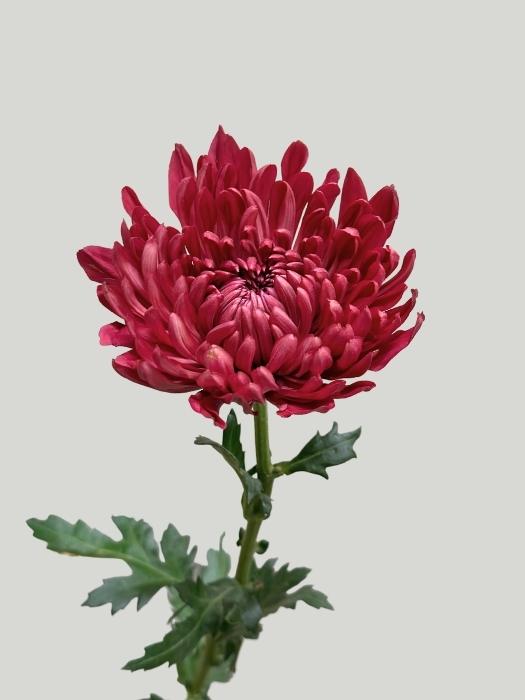 Uniflor Col. Andrea Red