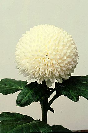Uniflor Col. Ping Pong Blanco