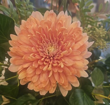 Uniflor Col. Linette Salmn