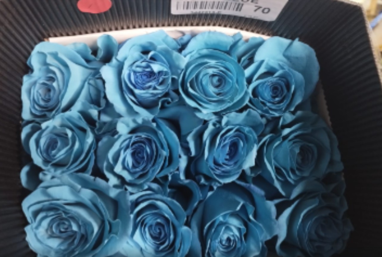 Rosa Ecu.  Tintada Light Blue 60cm x20
