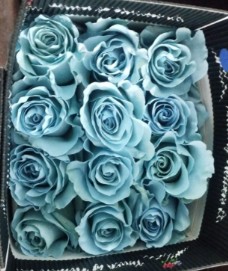 Rosa  Ecu. Tintada Light Blue 60cm