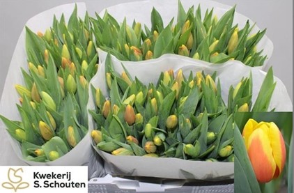 Tulipan Hol. Ms Li 40cm Bc.