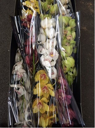 Cymbidium Mixta 50cm "Stricker"