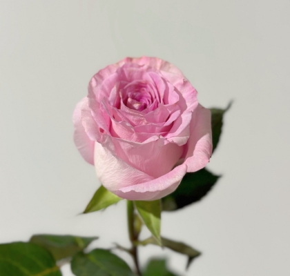 Rosa Hol. Mandala 50cm Rs.