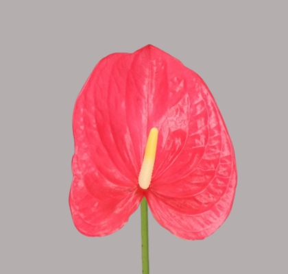Anthurium Hol. Maine Rs. �13  "CC12"