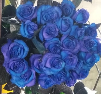 Rosa Ecu.  Tintada Purple/Blue 50cm x20