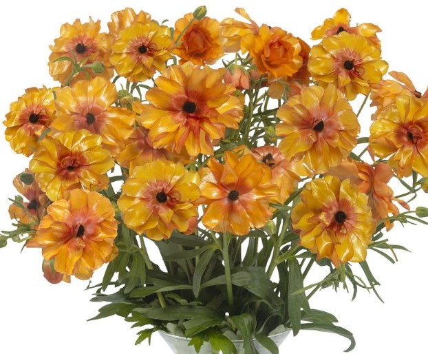 Ranunculos Hol. Butterfly Phosphorus 50cm 45gr Nj. "T10"