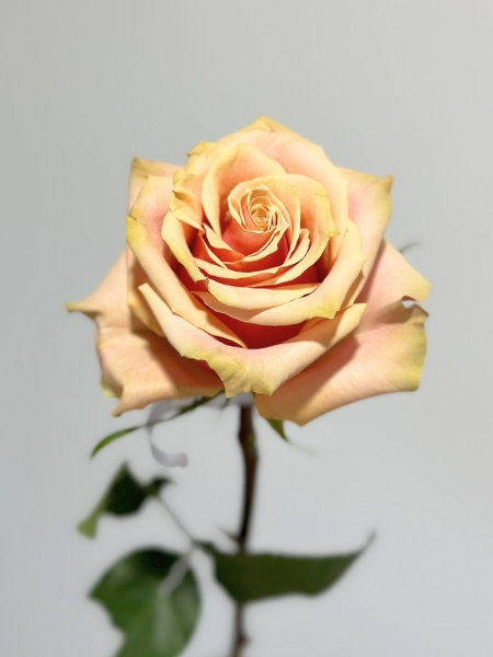 Rosa Ecu. Pink Amaretto 90cm