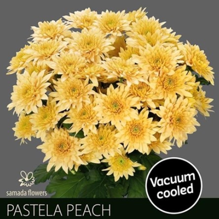 Margarita Hol. Pastela Peach 80gr