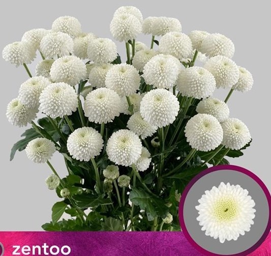 Margarita Hol. Newton 70gr Bl.