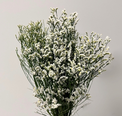 Limonium Nac. "Mazo x25" Hibrido Blanco 70cm