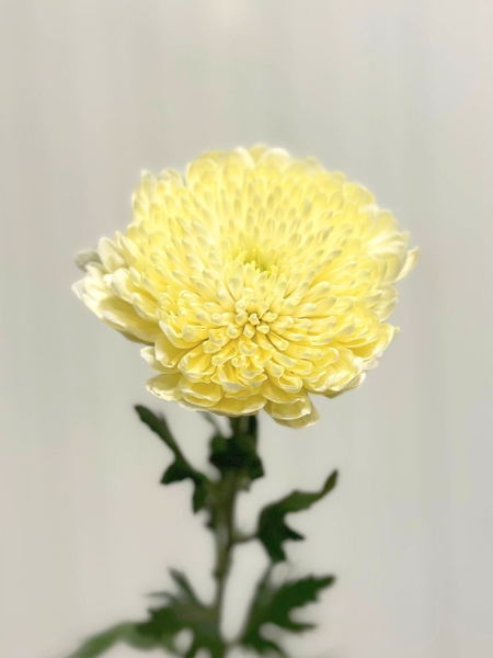 Uniflor Col. Cremon Crema