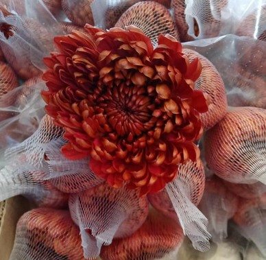 Uniflor Col. Chestnut Orange