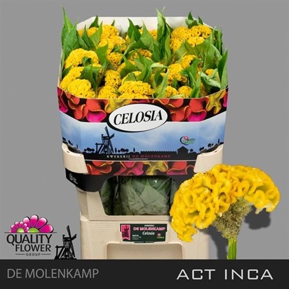 Celosia Cresta Hol. Inca 70cm x5 Am