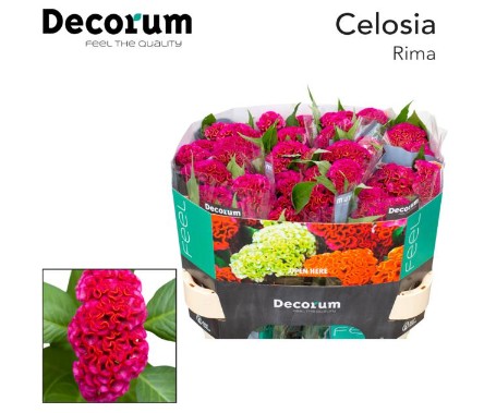 Celosia Cresta Act Rima 70cm x5 Rs