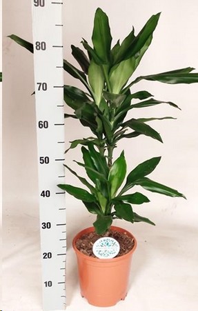 P. Dracena Hol Janet 21/90cm 2.P (60/90)