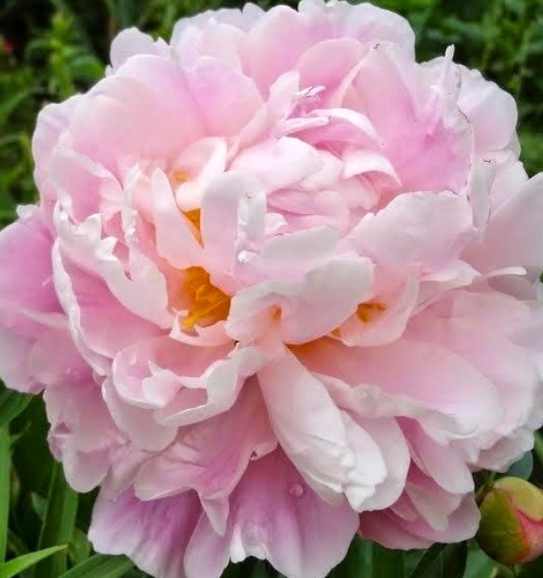 Peonia Nac. Catharina 50cm Rosa