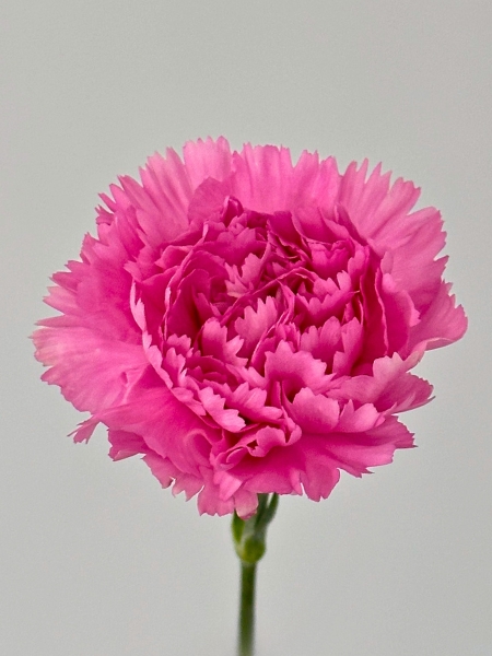 Clavel Nac. 60cm Birmania