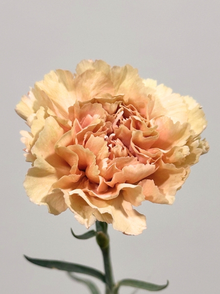 Clavel Col. Standar Honey
