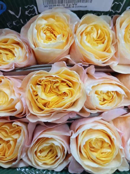 Rosa Ecu. King's Cross 60cm