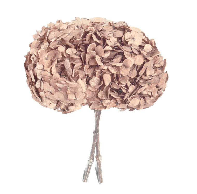 Hortensia Preservada Premium Avellana 15-20cm