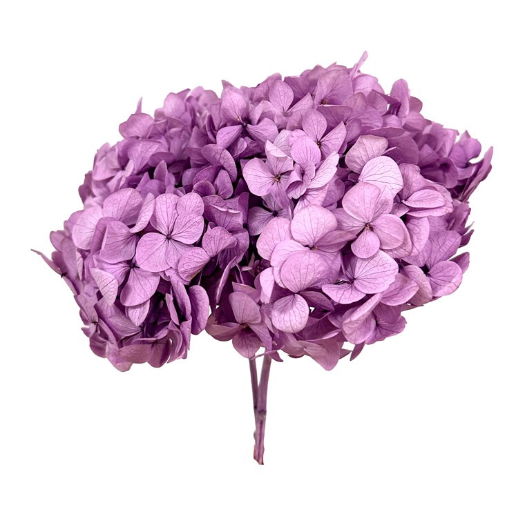 Hortensia Preservada Premium Lavanda 15-20cm