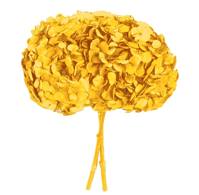 Hortensia Preservada Premium Amarillo Claro 15-20cm