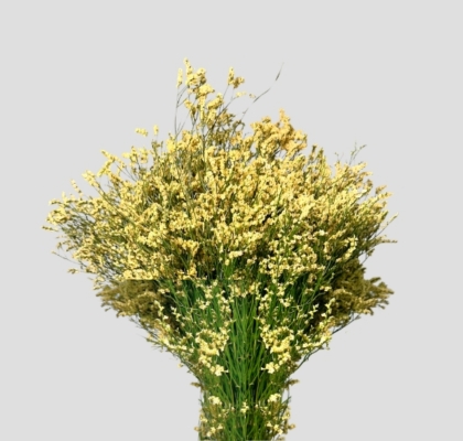 Limonium Nac. Hibrido Tintado Amarillo 70cm "T25"