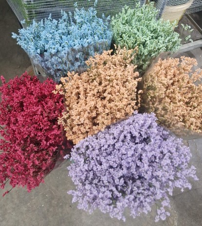 Limonium Nac. Hibrido Tintado Apricot 80cm "T25"