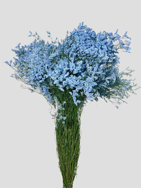 Limonium Nac. "Mazo" Hibrido Tintado Turquesa 80cm x25