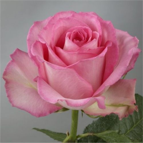 Rosa Ecu. Sweet Unique 80cm