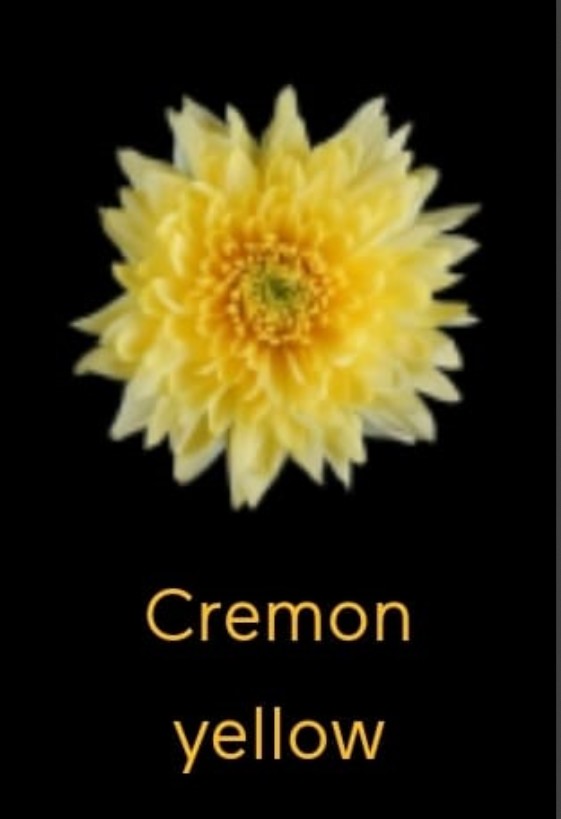 Uniflor Col. Cremon Yellow 70cm