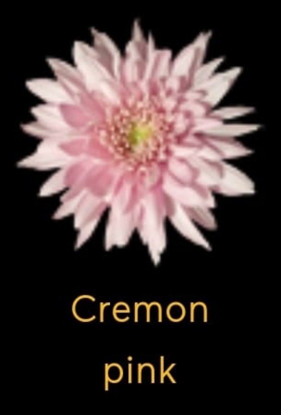 Uniflor Col. Cremon Pink 70cm