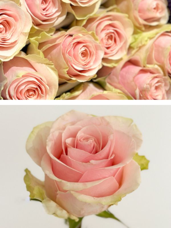 Rosa Col. Frutteto 40cm Rs.
