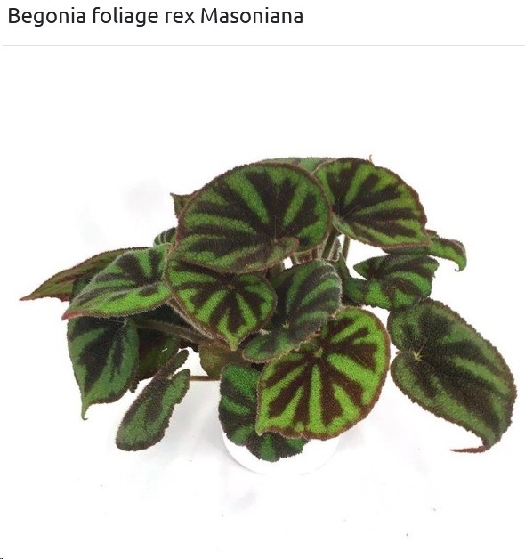 P. Begonia Rex Masoniana 12/30cm x8