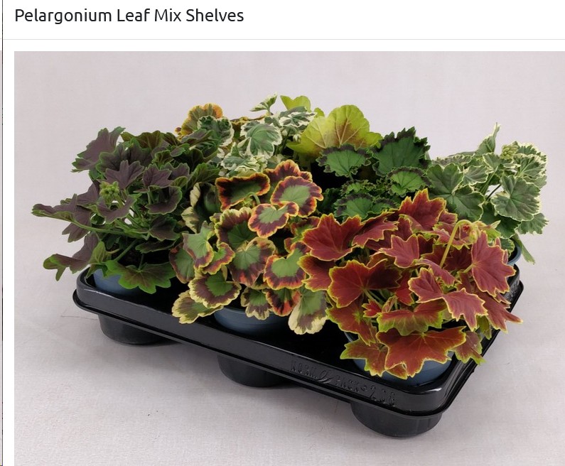 P. Pelargonium Leaf Mix. "CP" 10.5/25cm x12