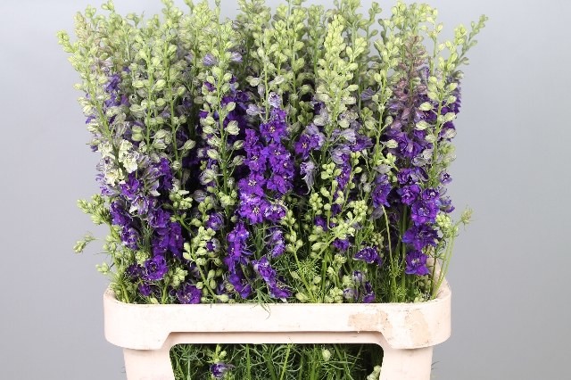 Delphinium Hol. Cons R Q Dark Blue 80cm