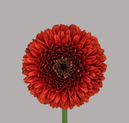 Gerbera Mini Hol. Pomponi Rizzo "T20"