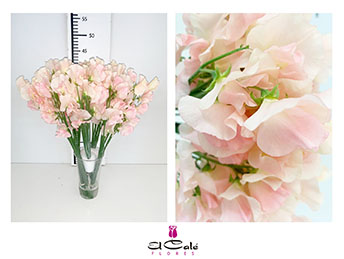 Lathyrus Romance Salmon 45cm "T50"