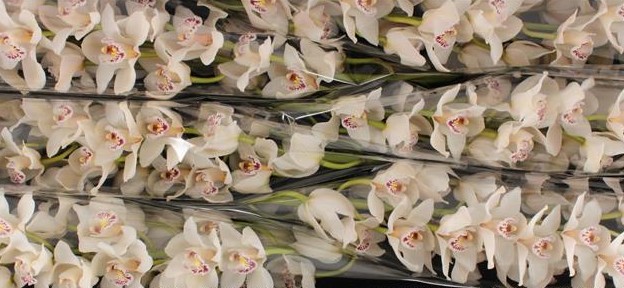 Cymbidium Cascade 80cm Bl. "Rainbow"